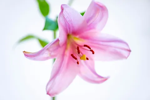 Pink Orchid 4K Wallpaper · flowers · 3840×2563