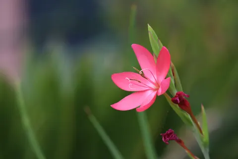 Обои Розовая орхидея 4K · flowers · 3840×2560