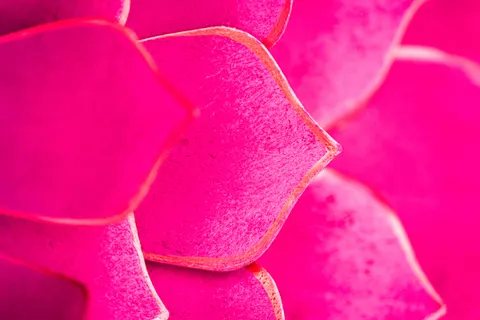 Pink Orchid 4K Wallpaper · flowers · 3840×2560