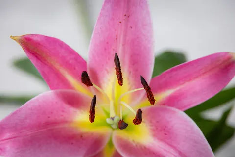 Pink Orchid 4K Wallpaper · flowers · 3840×2561