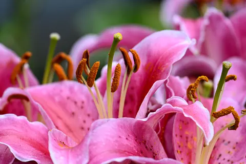 Pink Orchid 4K Wallpaper · flowers · 3840×2560