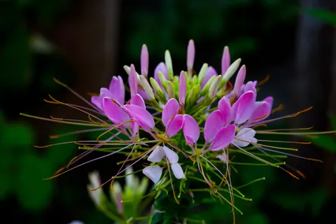 Pink Orchid 4K Wallpaper · flowers · 3840×2560
