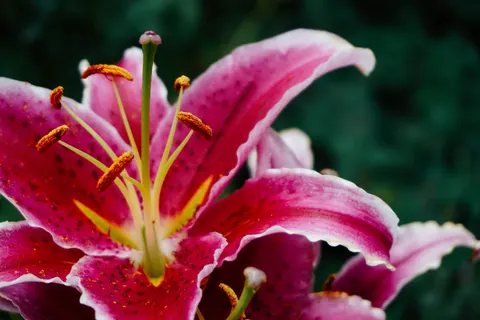 Wallpaper Anggrek Merah Muda 4K · flowers · 3840×2560