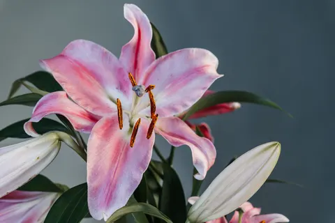 Pink Orchid 4K Wallpaper · flowers · 3840×2560