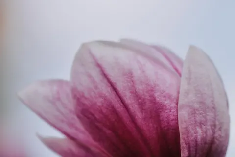 Pink Orchid 4K Wallpaper · flowers · 3840×2560