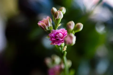 Hình nền Lan hồ điệp hồng 4K · flowers · 3840×2563