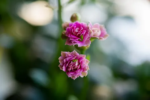 والپیپر ارکیده صورتی با کیفیت 4K · flowers · 3840×2563