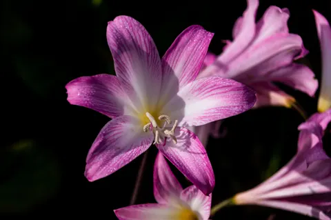 Pink Orchid 4K Wallpaper · flowers · 3840×2553