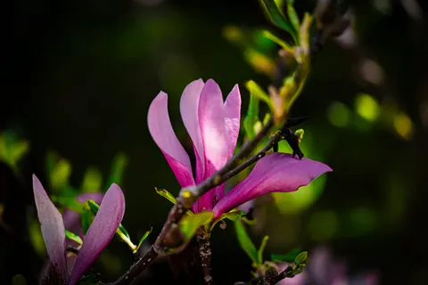 Pink Orchid 4K Wallpaper · flowers · 3840×2563