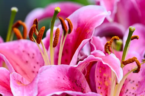 Pink Orchid 4K Wallpaper · flowers · 3840×2560