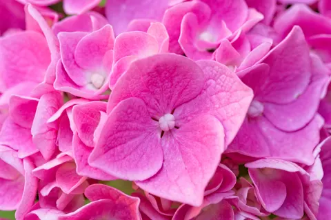 Pink Orchid 4K Wallpaper · flowers · 3840×2555