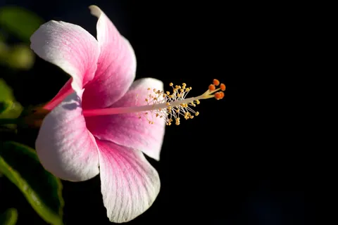Hình nền Lan hồ điệp hồng 4K · flowers · 3840×2560