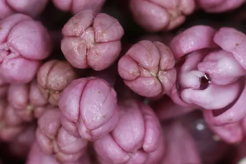 Pink Orchid 4K Wallpaper · flowers · 3840×2560
