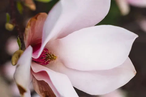 Pink Orchid 4K Wallpaper · flowers · 3840×2560