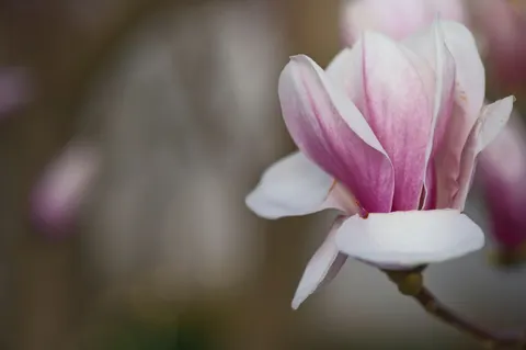 Pink Orchid 4K Wallpaper · flowers · 3840×2555