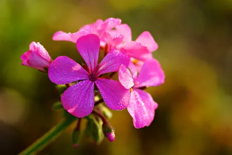 Pink Orchid 4K Wallpaper · flowers · 3840×2560
