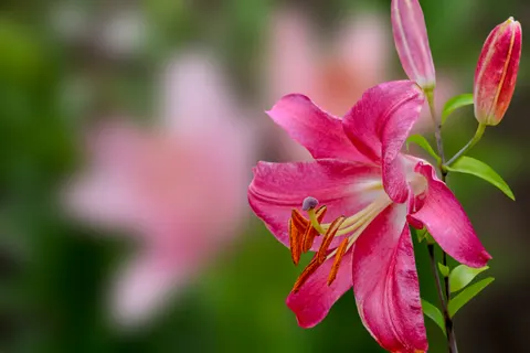 Pink Orchid 4K Wallpaper · flowers · 3840×2563