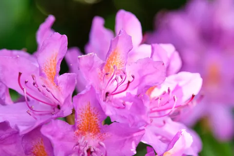 Pink Orchid 4K Wallpaper · flowers · 3840×2560