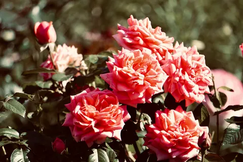 Rosengarten 4K Hintergrundbild · flowers · 3840×2560