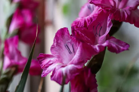 Pink Orchid 4K Wallpaper · flowers · 3840×2560