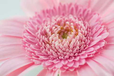 Sfondo Orchidea rosa 4K · flowers · 3840×2560
