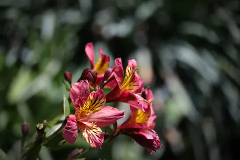 Pink Orchid 4K Wallpaper · flowers · 3840×2561