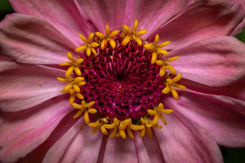 Fond d'écran Orchidée rose 4K · flowers · 3840×2560