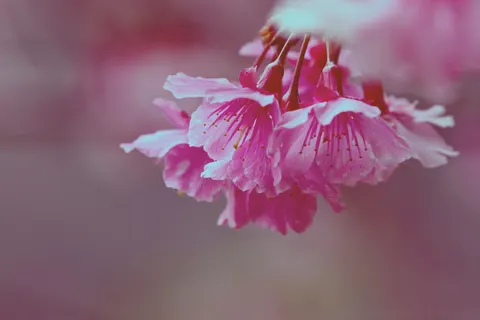 Pink Orchid 4K Wallpaper · flowers · 3840×2560