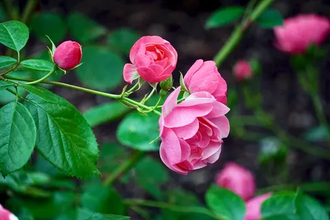 Rosengarten 4K Hintergrundbild · flowers · 3840×2560