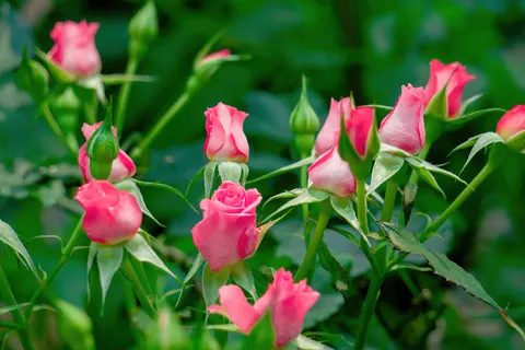 Rosengarten 4K Hintergrundbild · flowers · 3840×2559