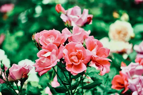 Rosengarten 4K Hintergrundbild · flowers · 3840×2560