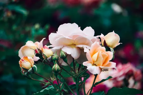 Fondo de pantalla Jardín de Rosas 4K · flowers · 3840×2560