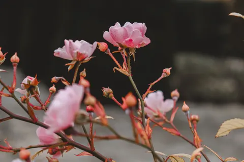 Rosengarten 4K Hintergrundbild · flowers · 3840×2560