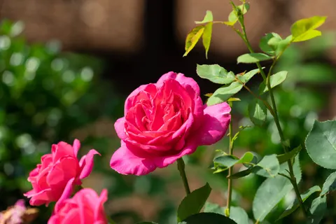 Fondo de pantalla Jardín de Rosas 4K · flowers · 3840×2560