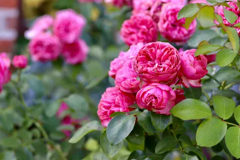 Rosengarten 4K Hintergrundbild · flowers · 3840×2560