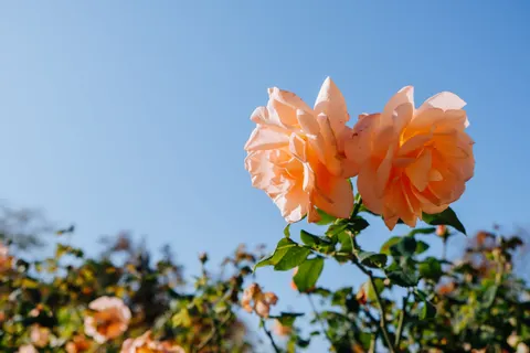 Rosengarten 4K Hintergrundbild · flowers · 3840×2560