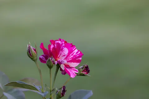 Rosengarten 4K Hintergrundbild · flowers · 3840×2561