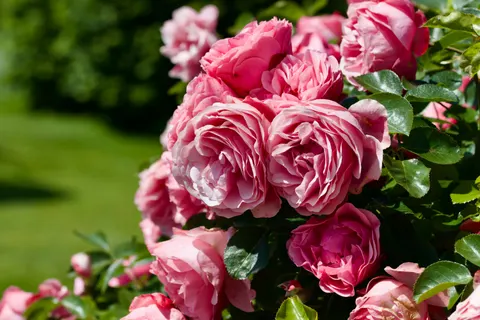 Rosengarten 4K Hintergrundbild · flowers · 3840×2560