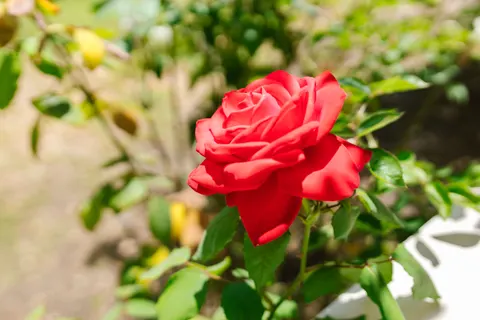Fondo de pantalla Jardín de Rosas 4K · flowers · 3840×2560