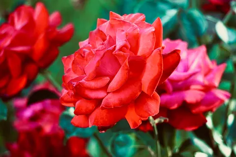 Rosengarten 4K Hintergrundbild · flowers · 3840×2560