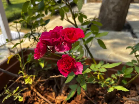 Rosengarten 4K Hintergrundbild · flowers · 3840×2880
