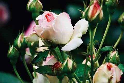 Rose Garden 4K Wallpaper · flowers · 3840×2560