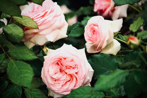 Fondo de pantalla Jardín de Rosas 4K · flowers · 3840×2560