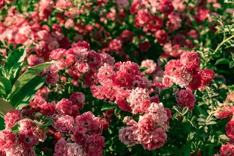 Rosengarten 4K Hintergrundbild · flowers · 3840×2560