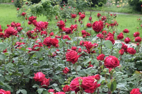 Fondo de pantalla Jardín de Rosas 4K · flowers · 3840×2560