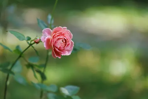 Rosengarten 4K Hintergrundbild · flowers · 3840×2560