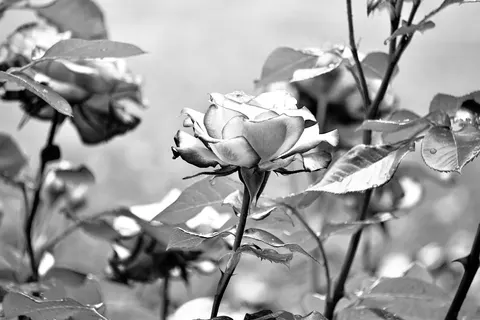 Fondo de pantalla Jardín de Rosas 4K · flowers · 3840×2560