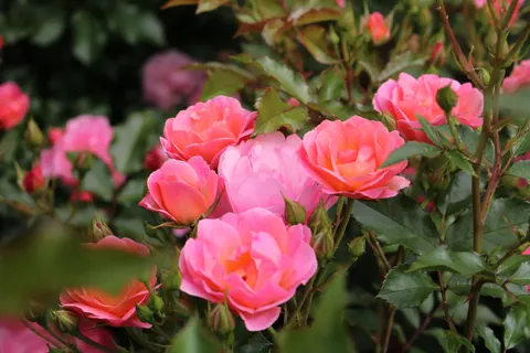 Fondo de pantalla Jardín de Rosas 4K · flowers · 3840×2560
