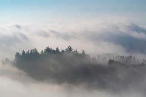 Foggy Forest 4K Wallpaper · nature · 3840×2561