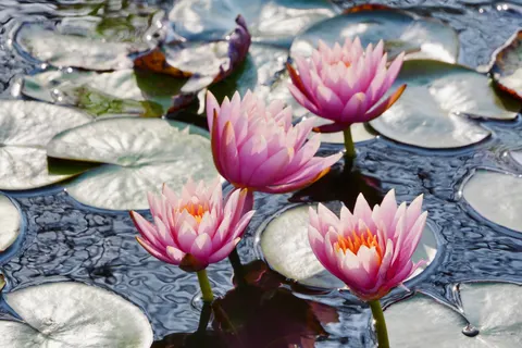 والپیپر نیلوفر آبی با کیفیت 4K · flowers · 3840×2560